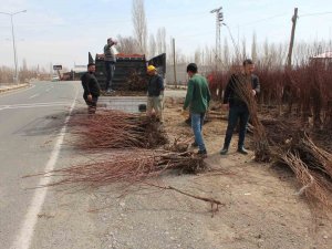 Iğdır’ın Sarı Altınının Fidan Satışları Başladı