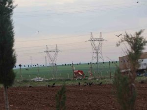 Silopi’de Kargalar Tarlaları İstila Etti