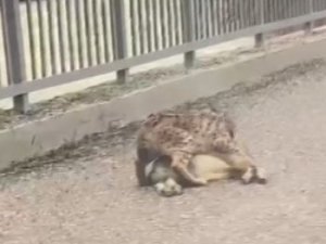 Tunceli’de Yaban Keçisi Avlayan Vaşak Görüntülendi