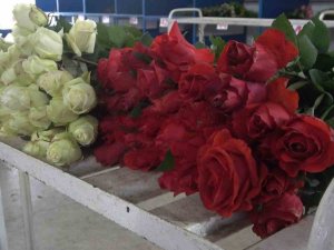 Yalova’daki Süs Bitkileri İhracatında Yüzde 90 Artış