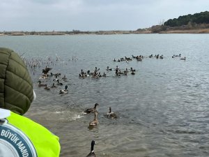 300 Yaban Ördeği Doğaya Salındı