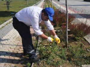 Bozüyük’te Yeşil Alanlar Her Zaman Bakımlı Ve Güzel
