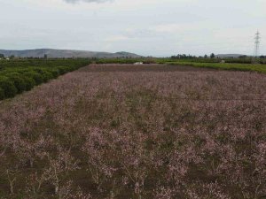 Çukurova’da Bahçelerin Görsel Şöleni