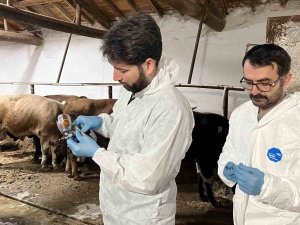 Şap Hastalığına Karşı Ekipler Sahada