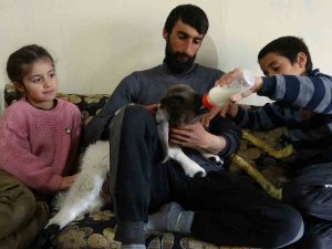 Arka Ayakları Felçli Olan Kuzuya Evde Çocuk Gibi Bakıyorlar