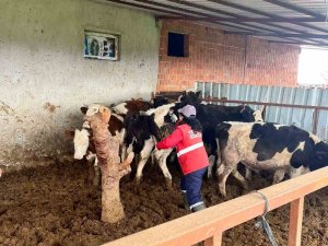 Şap Hastalığına Karşı Alınan Önlemler Devam Ediyor