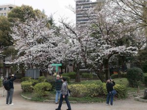 Japonya’da Kiraz Çiçekleri Açtı, Halk Parklara Akın Etti