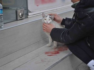 Süratli Sürücünün Çarptığı Kediye Öğrenciler Sahip Çıktı