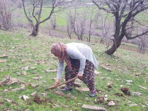 Derecik’te Kenger Bitkisini Toplama Sezonu Başladı