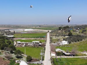 Baharın Müjdecisi Leylekler Aydın Semalarında Görsel Şölen Oluşturuyor