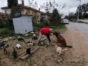 Rus Gelin, Tek Başına 250 Kediyi Sahiplendi