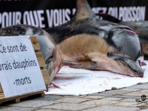 Fransa’da Mahkemeden Yunusları Korumak İçin Avlanma Yasağı Kararı