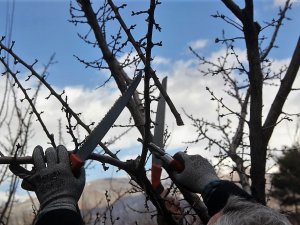 Ağaçlara Bahar Bakamı