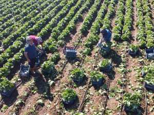 Ramazan’da Salatanın Vazgeçilmezi Marulda Hasat: Tarlada 4 Tl