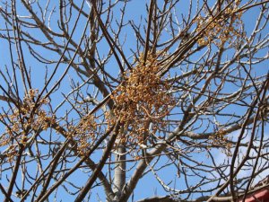 Aydın’da İlginç Manzara, Görenler Gözlerine İnanamıyor