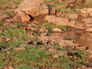 Diyarbakır’ın Bir Mahallesinde Tırtıl Yoğunluğu: Vatandaş Tedirgin