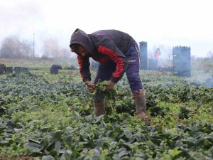 Tarlada 5, Markette 10 Lira