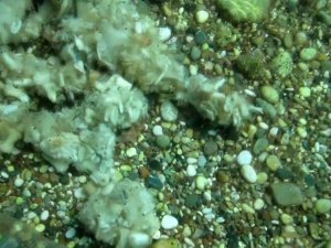 Konyaaltı’nda Denizin Dibinde Yakışmayan Görüntüler