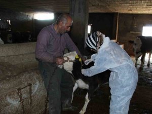 Şırnak’ta Şap Hastalığına Karşı 90 Bin Büyükbaş Aşılanacak