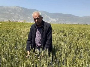 Söke’de Buğday Ekim Alanı Geçen Yıla Göre Daraldı