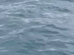 İ̇stanbul Boğazı’nda Ortaya Çıkan Su Samuru Şaşırttı: "Bunun Burada Ne İşi Var"