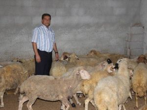 "Bu Yıl Kurbanlık Fiyatları 500-600 Tl Arasında Olur"