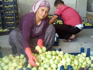 İncir Üreticinin Yüzünü Güldürdü