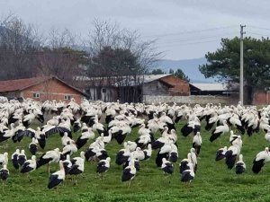 Göçmen Leylekler Domaniç’te Mola Verdi