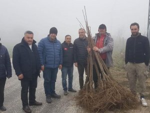 Atıl Alanlar Kestanelerle Dolacak