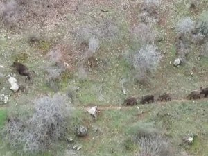Siirt’te Yemek Arayan Domuz Sürüsü Görüntülendi