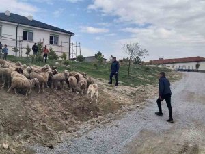 Eskişehir’de 33 Küçükbaş Hayvan Dron Desteğiyle Bulundu