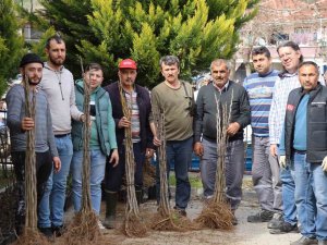 Nazilli’de 16 Mahallede 10 Bin İncir Fidanı Dağıtıldı