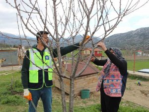 Akseki Ve Demre’de Budama Ve Aşılama Eğitimi Verildi