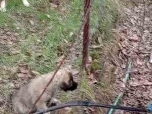 Tel Örgüsüne Sıkışan Yavru Köpeği İ̇l Özel İ̇dare Ekipleri Kurtardı
