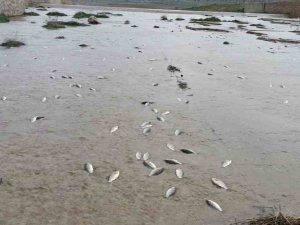 Gercüş’te Binlerce Balık Telef Oldu