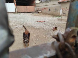 Yasaklı Cins Köpek Barınağa Teslim Edildi