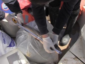 Prof. Dr. Veysel Eroğlu Ilısu Barajı’nda Balık Stok Verim Tahmin Çalışmaları Yapıldı