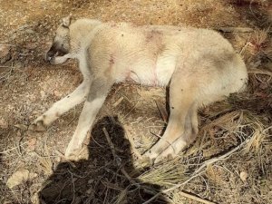 Çoban Köpeklerini Av Tüfeğiyle Vurup Telef Ettiler