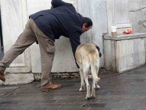Sokak Köpekleri İ̇stiklal Caddesi’ndeki Bir Lokantanın Müdavimi Oldu