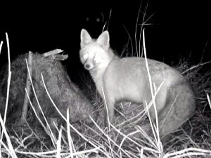 Tilkinin Post Mücadelesi Fotokapana Yansıdı