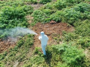 Hava Sıcaklığı Artarken Çıkan Haşerelere Karşı Uzmanı Uyardı