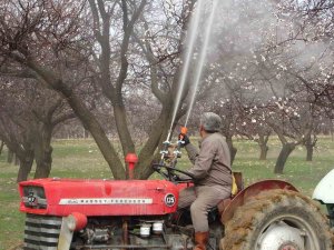 Depremin Vurduğu Malatya’da Kayısı Üreticileri Yeni Sezona Hazırlanıyor