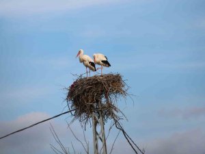 Baharın Müjdecisi Leylekler Yuvalarına Döndü