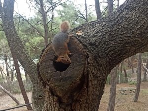 Osmaniye’de Odunların Arasında Bulunan Yavru Sincaplar Doğaya Bırakıldı