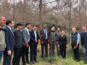 Çam Kese Böceklerine Karşı Predatör Böcekler Ormanlık Alanlara Bırakıldı