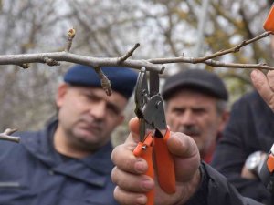 Sinop’ta Çiftçilere Uygulamalı Budama Eğitimi