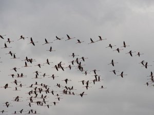 Flamingoların Göç Yolundaki Molaları Dron İle Görüntülendi