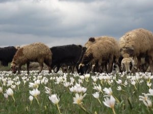 Muş Ovası Kuzular İle Şenlendi