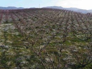 Şeftali Bahçelerindeki Rengarenk Görüntüler Görsel Şölen Oluşturuyor
