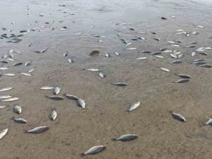 Gercüş’te Gölet Önündeki Seti Geçemeyen Balıklar Telef Oldu